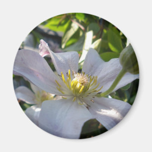 Weißer Clematis II Magnet