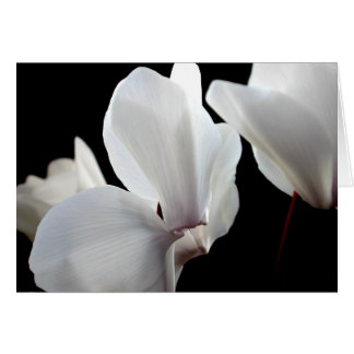 Weißer Cyclamen
