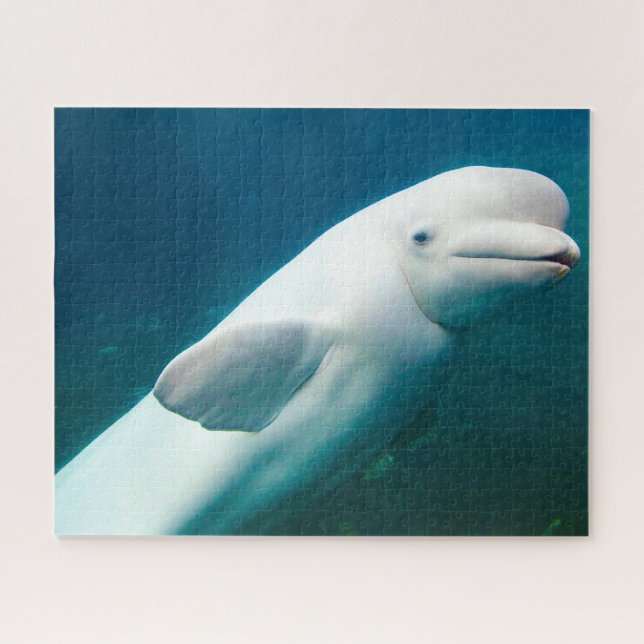 Weißer Delfin Puzzle (Horizontal)