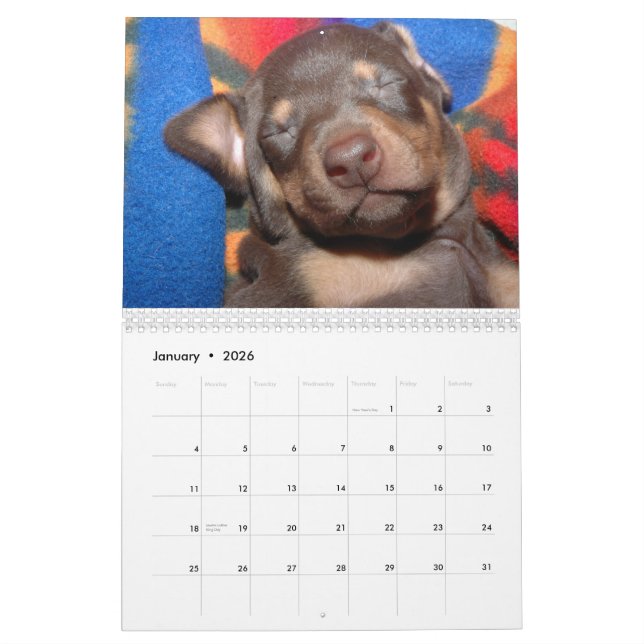 Weißer Dobermann-Kalender Kalender (Jan 2026)