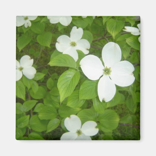 Weißer Dogwood-Baum Magnet (Vorne)
