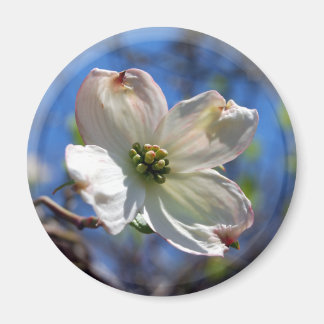 Weißer Dogwood-Blume-Magnet Magnet