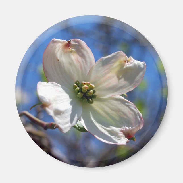 Weißer Dogwood-Blume-Magnet Magnet (Vorne)