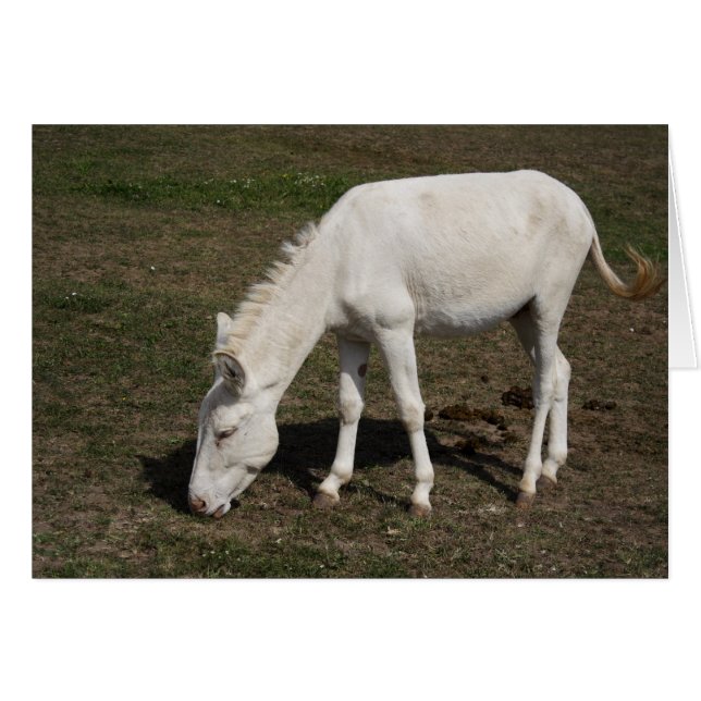 Weißer Donkey (Österreich-Ungarn) (Vorderseite (Horizontal))