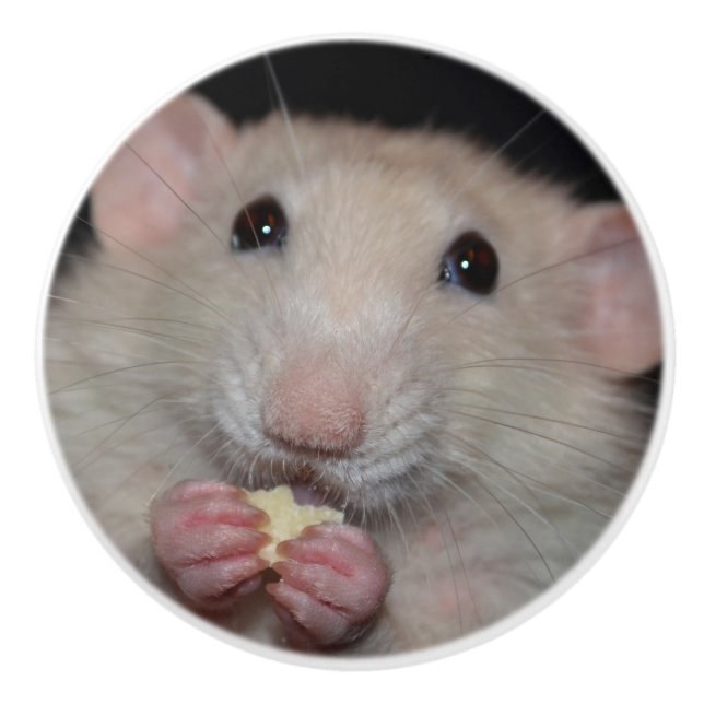 Weißer Dumbo Ratten-Aufbereiter-Griff Keramikknauf (Vorderseite)