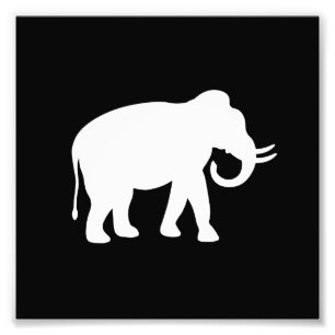 Weißer Elefant Fotodruck