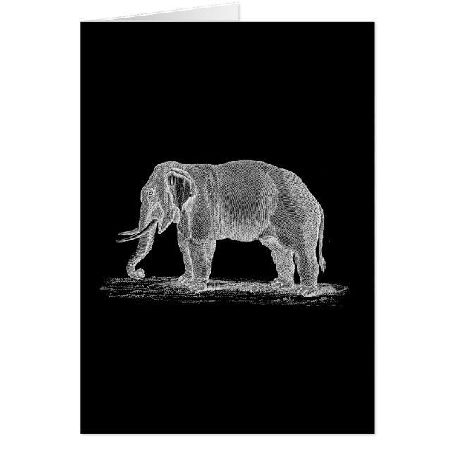 Weißer Elefant Vintage 1800s Illustration (Vorne)