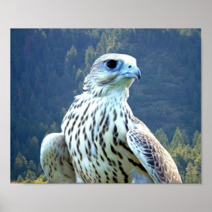 Weißer Falke Poster