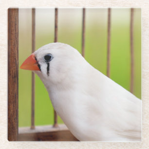 Weißer Finkenvogel im Käfig Glasuntersetzer