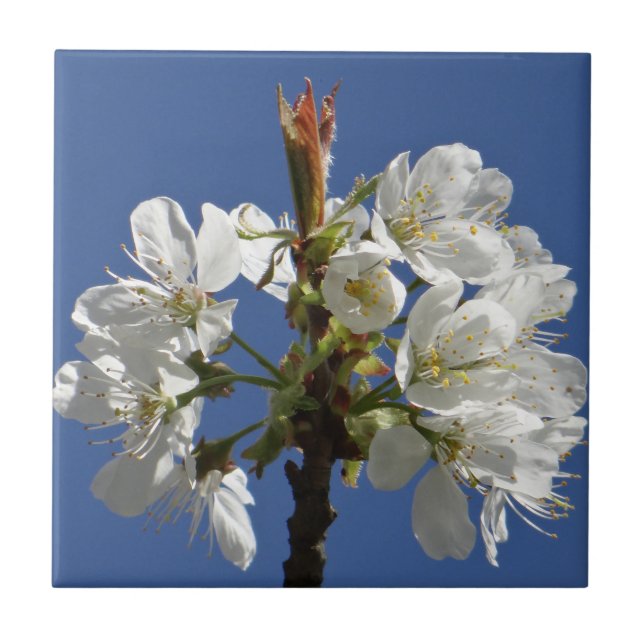 Weißer Frühlingsblut Fliese (Vorderseite)