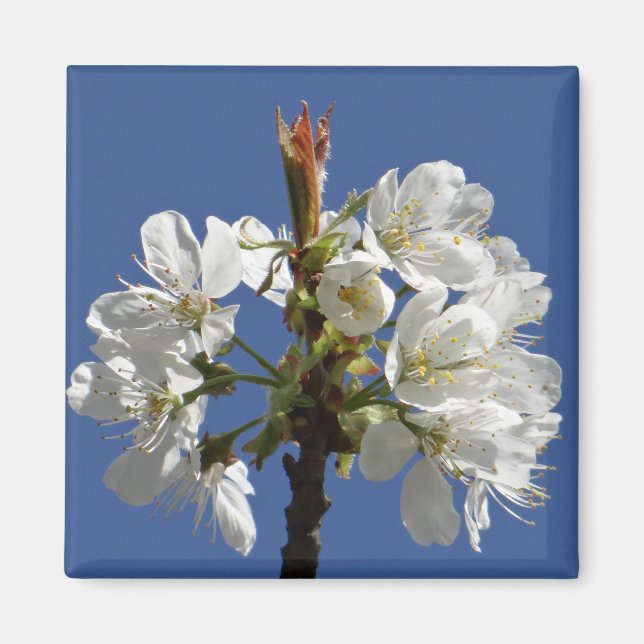 Weißer Frühlingsblut Magnet (Vorne)