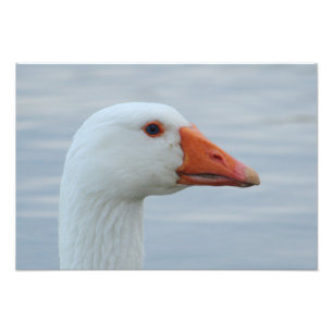 Weißer Gänseporträt Fotodruck