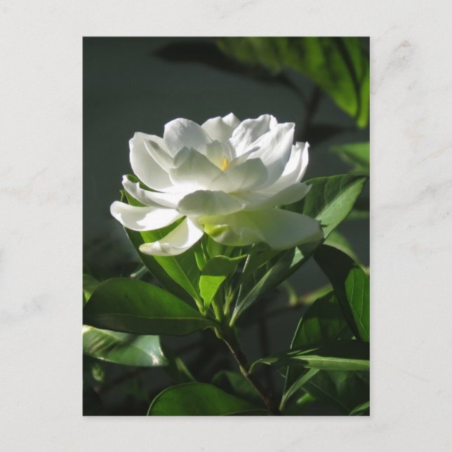 Weißer Gardenia Blossom Postkarte 2 (Vorderseite)
