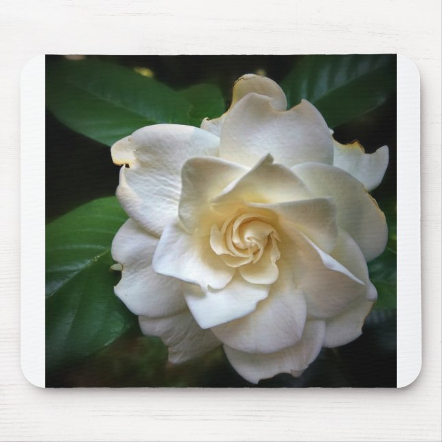 Weißer Gardenia Mousepad (Vorne)