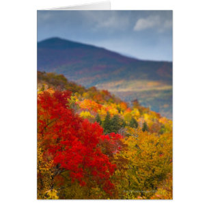 Weißer Gebirgsstaatlicher Wald