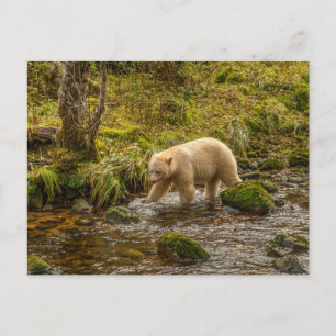 Weißer Geistbär jagt auf dem Riordan Creek nach Fi Postkarte