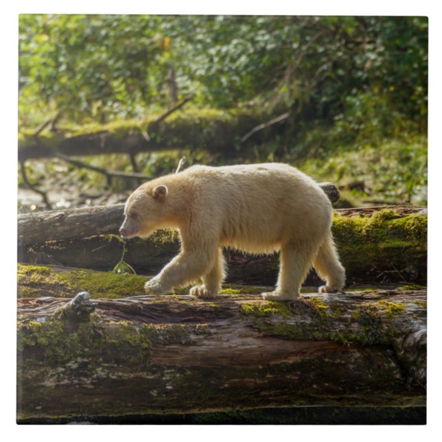 Weißer Geistbär jagt Fliese (Vorderseite)