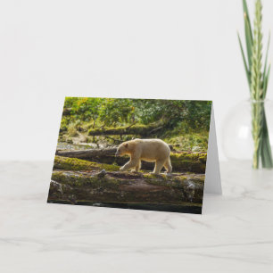 Weißer Geistbär jagt Karte