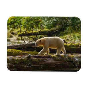 Weißer Geistbär jagt Magnet