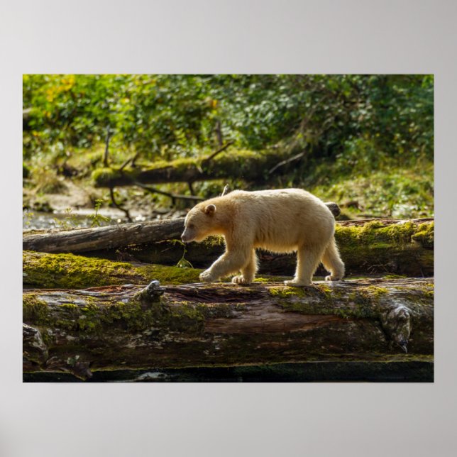 Weißer Geistbär jagt Poster (Vorne)
