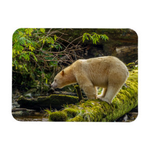 Weißer Geistbär Magnet
