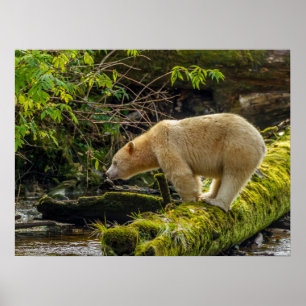 Weißer Geistbär Poster