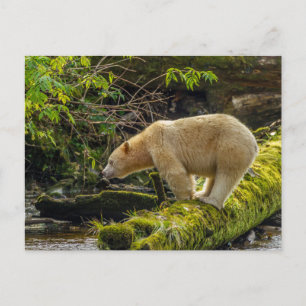 Weißer Geistbär Postkarte