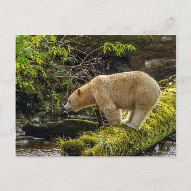 Weißer Geistbär Postkarte (Vorderseite)
