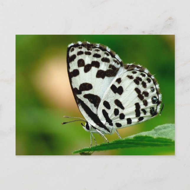 Weißer Gepunkteter Pierrot-Schmetterling Postkarte (Vorderseite)