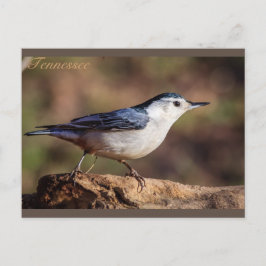 Weißer, gerösteter Nuthatch Tennessee Postkarte