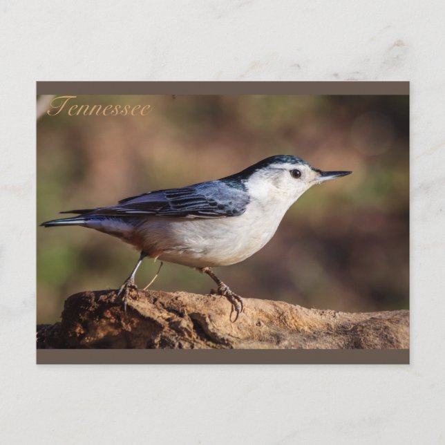 Weißer, gerösteter Nuthatch Tennessee Postkarte (Vorderseite)