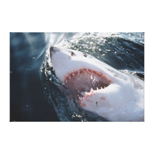 Weißer Hai auf Meer Leinwanddruck