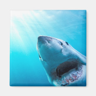 Weißer Hai   Südafrika Magnet