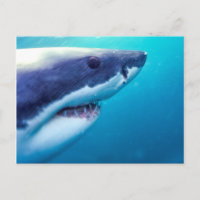 Weißer Hai | Südafrika