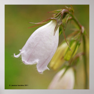 Weißer Harebell Poster