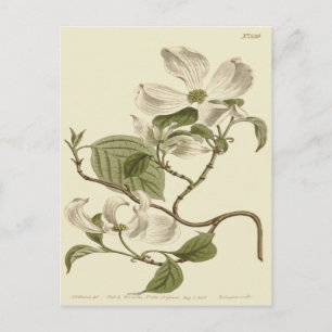 Weißer Hartriegel-Blüten Illustration Postkarte