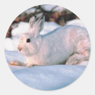 Weißer Hase Runder Aufkleber