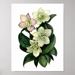 Weißer Hellebore Botanischer Aquarelldruck Poster