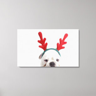 weißer Hintergrund, weiße männliche Bulldogge, Leinwanddruck