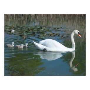 Weißer Höckerschwan mit Baby-Entenküken am See Fotodruck