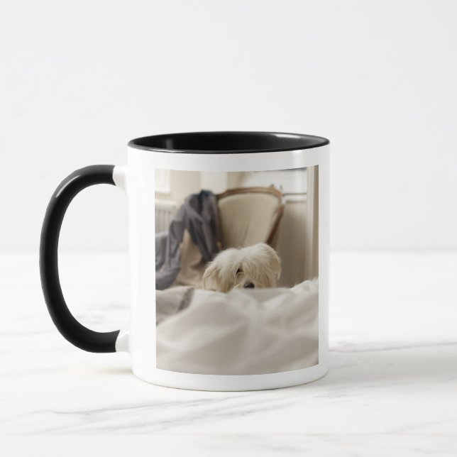 Weißer Hund, der hinter Bett (differenzialer, sich Tasse (Links)