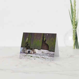 Weißer Hund, der unter Zaun späht Karte