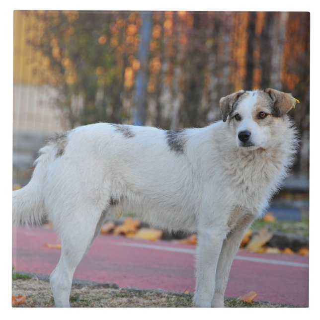 Weißer Hund Fliese (Vorderseite)