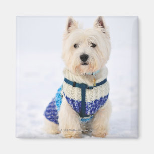 Weißer Hund in der Kleidung im Schnee Magnet