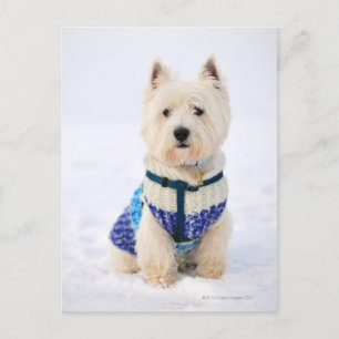 Weißer Hund in Kleidung im Schnee. Postkarte