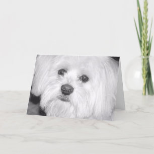 weißer Hund Karte