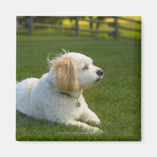 Weißer Hund Magnet