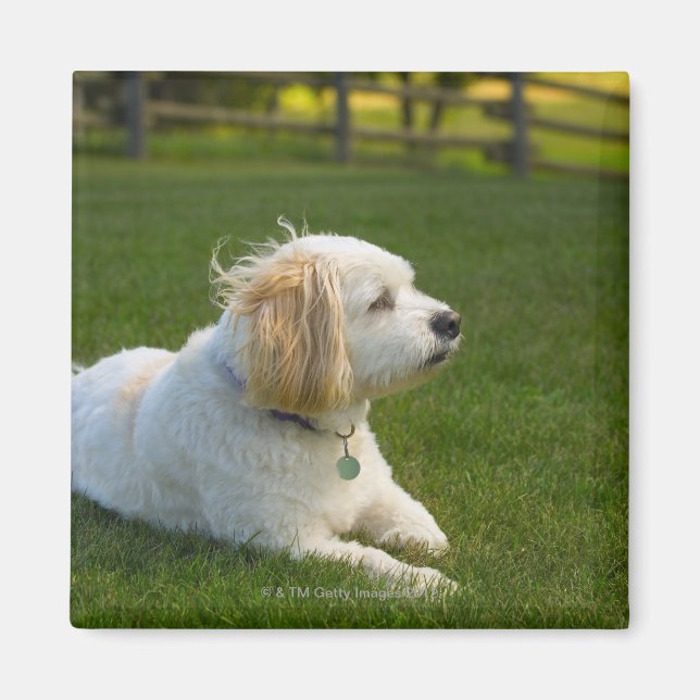 Weißer Hund Magnet (Vorne)