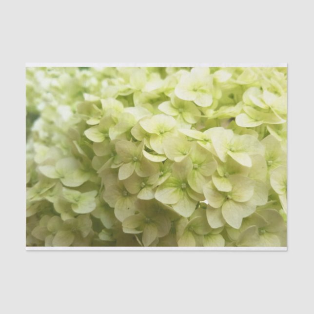 Weißer Hydrangea-Blumenhintergrund Seidenpapier (Vorderseite)