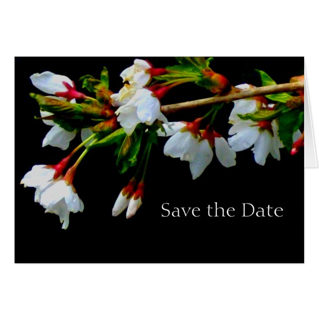 Weißer Kirschbaum, Foto der Blüten (Vorderseite (Horizontal))